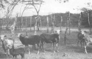 History of St. Croix Hair Sheep