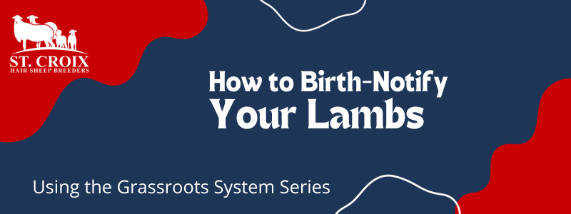 How to Birth-Notify Your Lambs