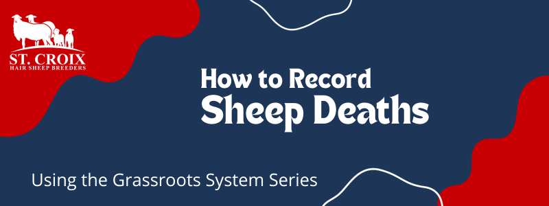 How to Record Sheep Deaths in Grassroots
