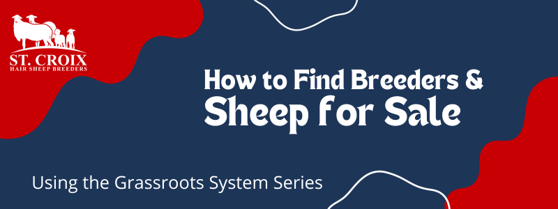 How to Find Breeders and Sheep for Sale