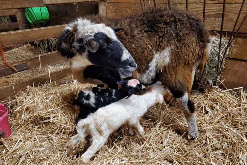 Lambing Supplies at Hollow Hills Ranch