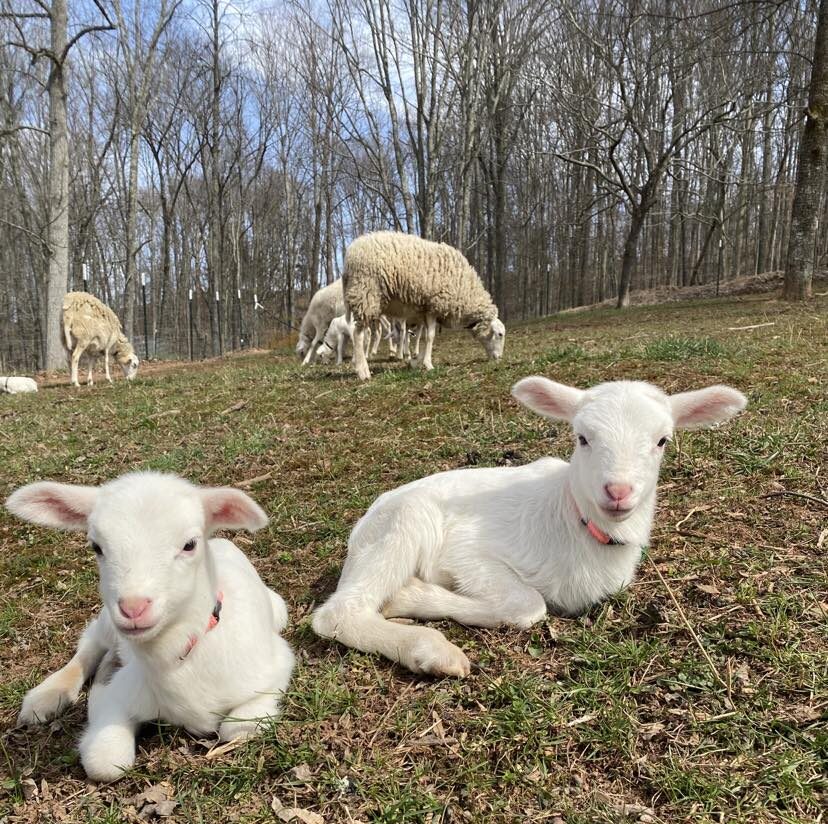 Lambing at Trillium Family Farms in WV