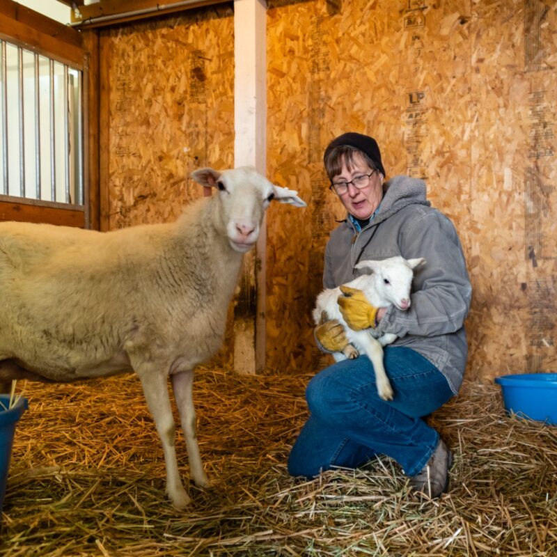 Lambing at Shasta Ranch