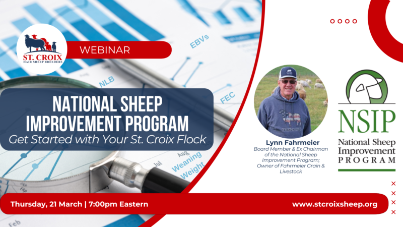 National Sheep Improvement Program: Get Started with Your St. Croix Flock
