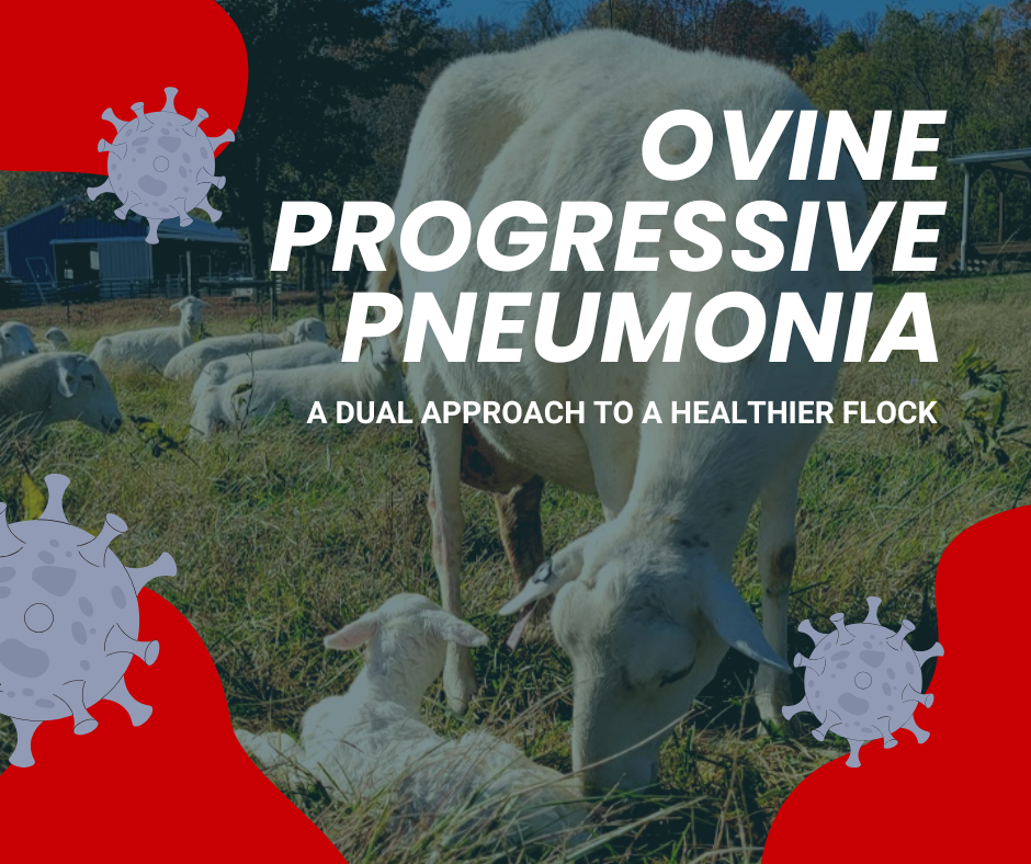 ovine progressive pneumonia